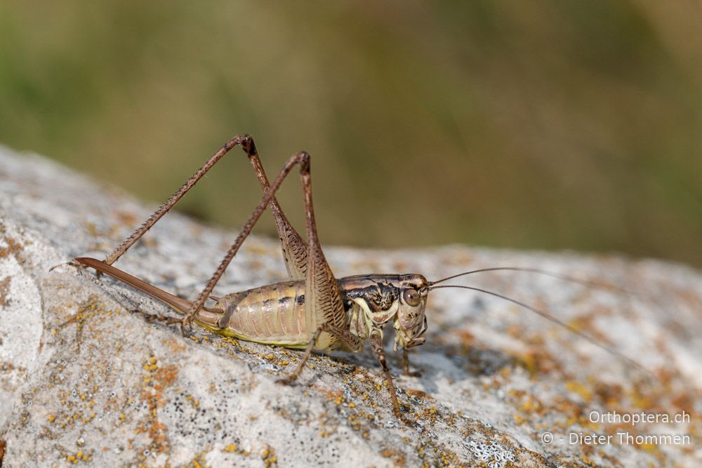 Pachytrachis striolatus ♀ - HR, Istrien, Vela Učka, 20.07.2015