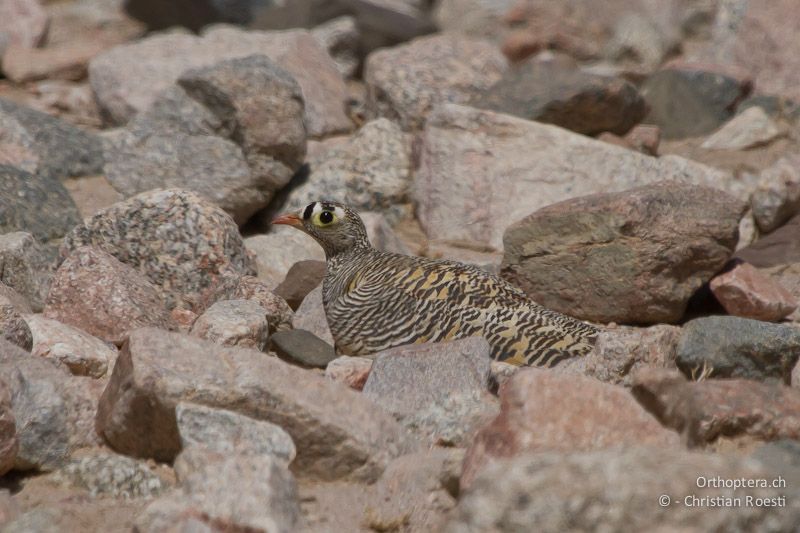 Wellenflughuhn (Lichtenstein's Sandgrouse, Pterocles lichtensteinii), Männchen. Wadi Araba, 26.05.2011