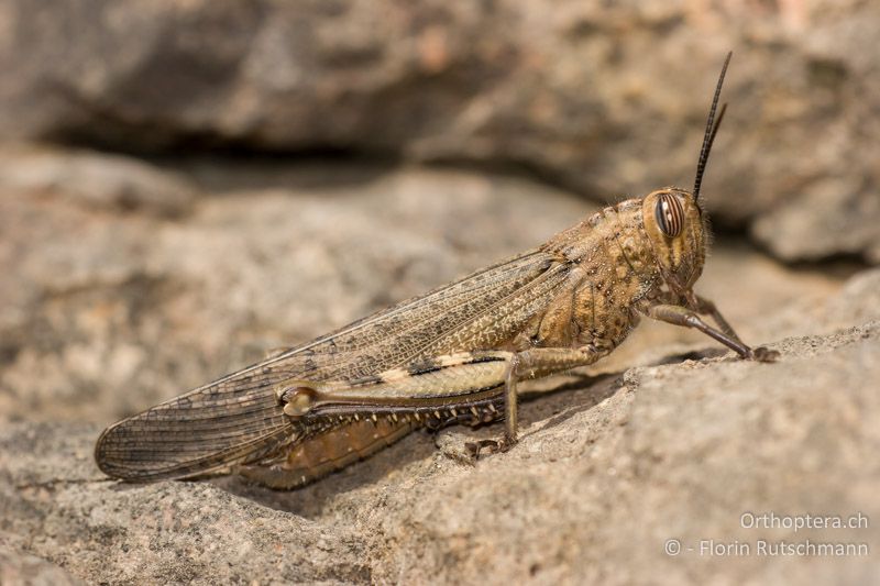 Anacridium aegyptium ♂ - CH, TI, Arzo, 08.10.2008