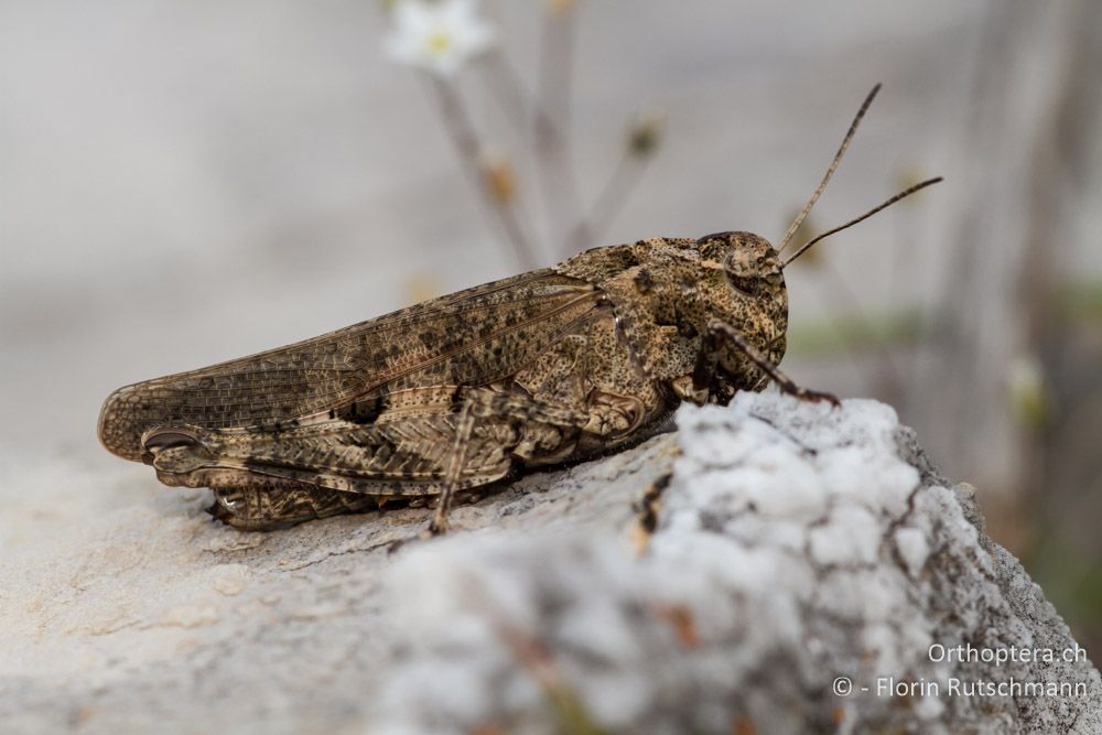 Pferdeschrecke (Celes variabilis) - Mt. Tomaros, 13.07.2011