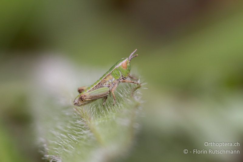 1. Larvenstadium von Stenobothrus lineatus - DE, Baden-Würtemberg, Küssnach, 21.04.2012