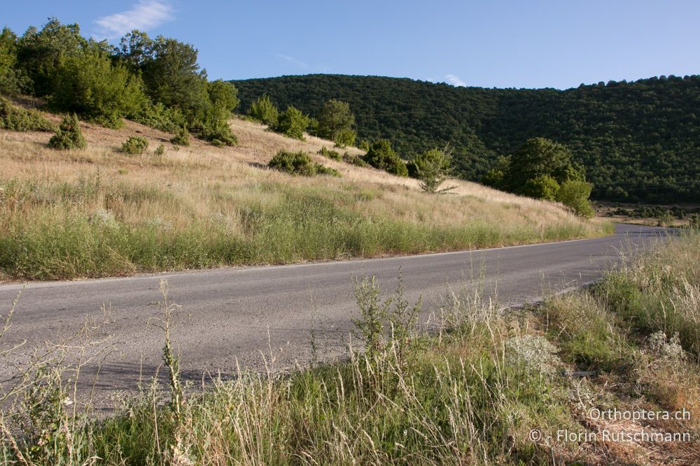 Der Strassenrand ist eine Fundgrube - nicht nur für Reifenteile. Im Nu findet man hier gegen 20 Heuschrecken-Arten - Südöstlich von Florina, 12.07.2012