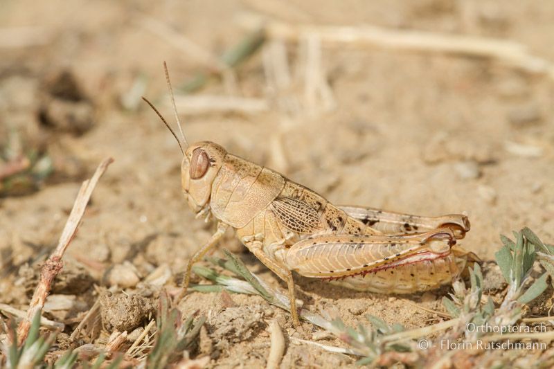 Paracaloptenus caloptenoides ♀ - GR, Thessalien, Meteora, 17.07.2012