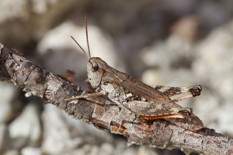 Chorthippus pullus ♀ - CH, VS, Salgesch, 11.08.2013