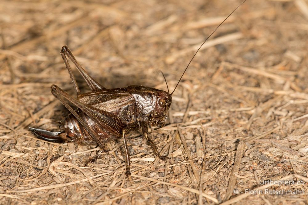 Zeuneriana marmorata ♀ - SLO, Osrednjeslovenska, Ig, 17.07.2015