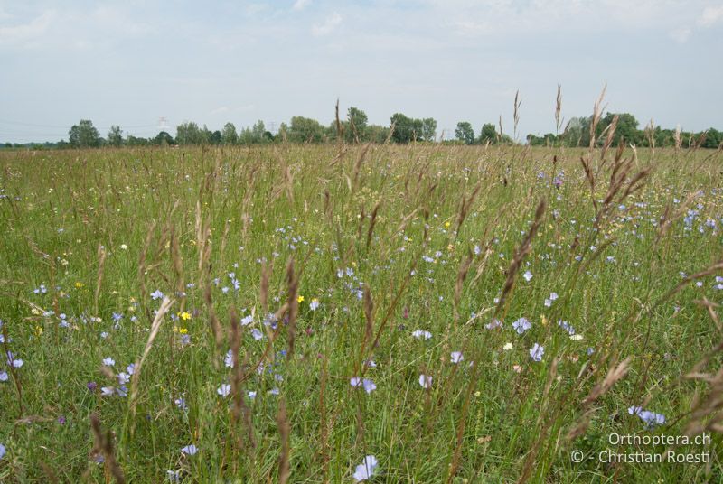 Blumenreiche Magerwiese - AT, Niederösterreich, Ebergassing, 26.06.2008