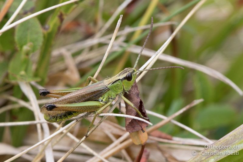 Pseudochorthippus montanus ♂ - CH, BE, Jaunpass, 23.08.2015