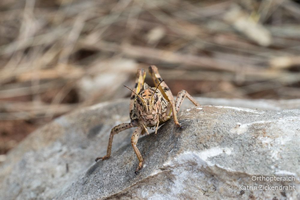 Portrait von Prionotropis hystrix hystrix - HR, Istrien, Bokordići, 19.06.2016