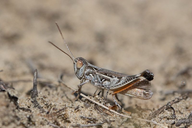 Dociostaurus brevicollis ♂ - HU, Bács-Kiskun, Fülöpháza, 08.07.2016