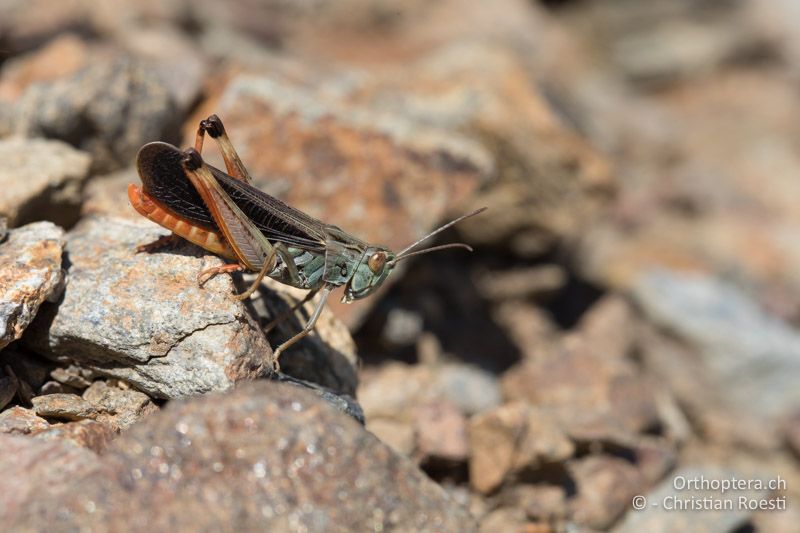 Bunter Alpengrashüpfer (Stenobothrus rubicundulus) ♂ - GR, Westmakedonien, Pisoderi am Mt. Varnous, 12.07.2017