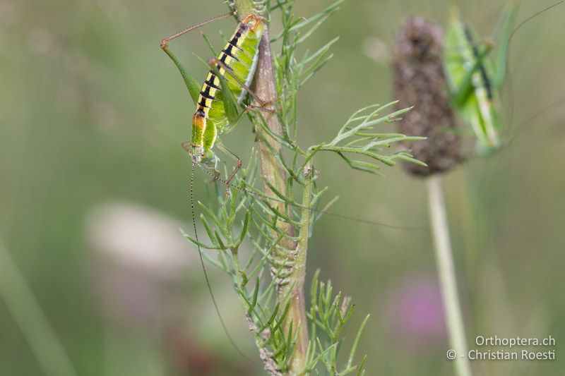 Poecilimon brunneri ♂ - BG, Sofia, Kopriwschtiza, 11.07.2018