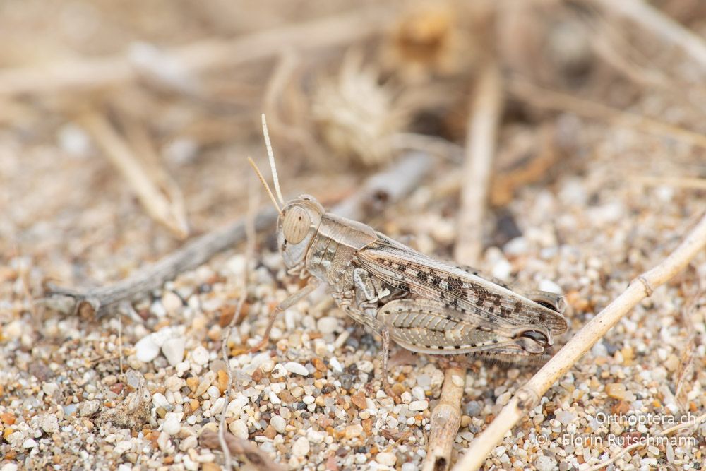 Calliptamus tenuicercis ♂ - GR, Epirus, Preveza, 06.06.2024