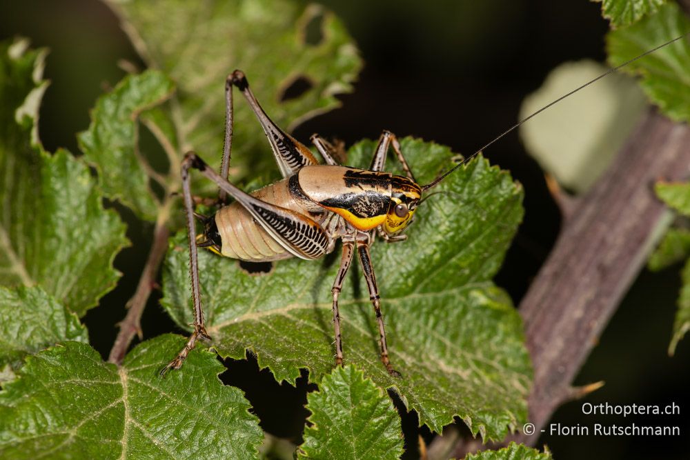 Eupholidoptera epirotica ♂ - GR, Westgriechenland, Anaktorio, 21.06.2024