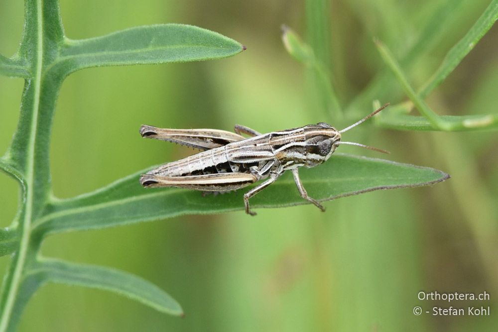 Zwerg-Heidegrashüpfer (Stenobothrus crassipes) ♀ - AT, Niederösterreich, Ebergassing, 08.07.2018