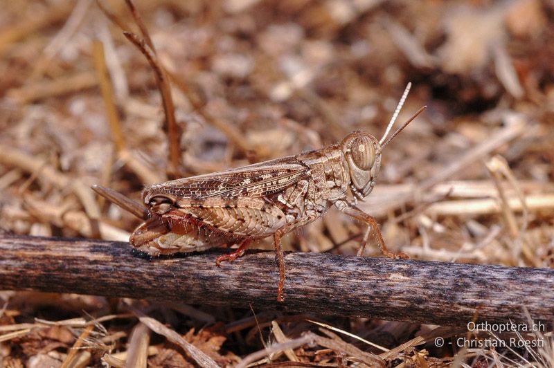 Calliptamus barbarus ♂ - FR, Corse-du-Sud, Filitosa, 13.08.2007