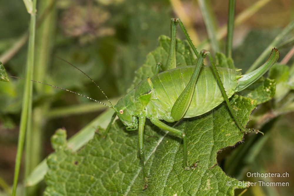 Poecilimon ornatus ♀ - HR, Istrien, Račja Vas, Dol, 24.07.2015