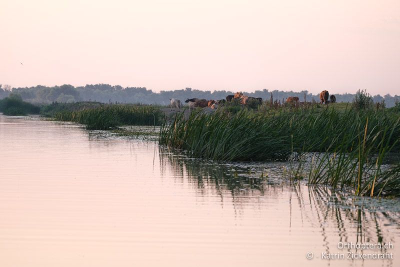 Früh morgens im Donaudelta