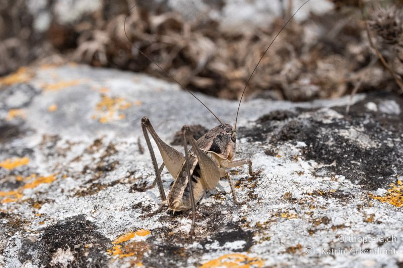 Bucephaloptera bucephala ♂ - BG, Chaskowo, Matochina, 09.07.2018