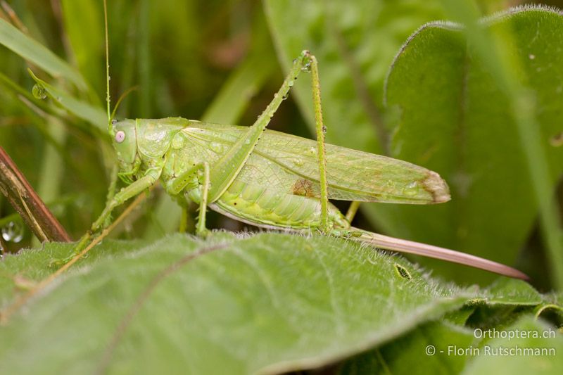 Tettigonia caudata ♀ - CH, GR, Sent, 16.08.2008