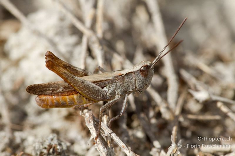 Chorthippus vagans ♂ - IT, Abruzzen, Gessopalena, 06.10.2011