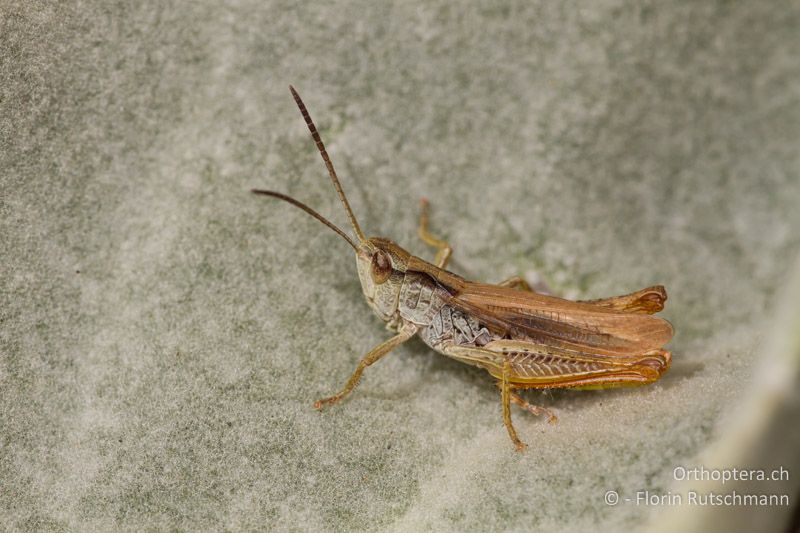 Chorthippus apricarius ♂ - GR, Westmakedonien, Mt. Varnous, 20.07.2012