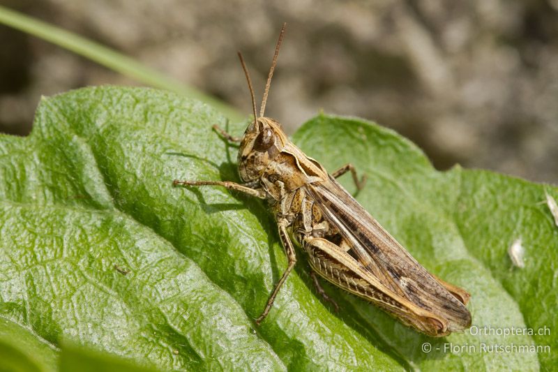 Chorthippus biguttulus ♀ - CH, AG, Obersiggenthal, 13.09.2013