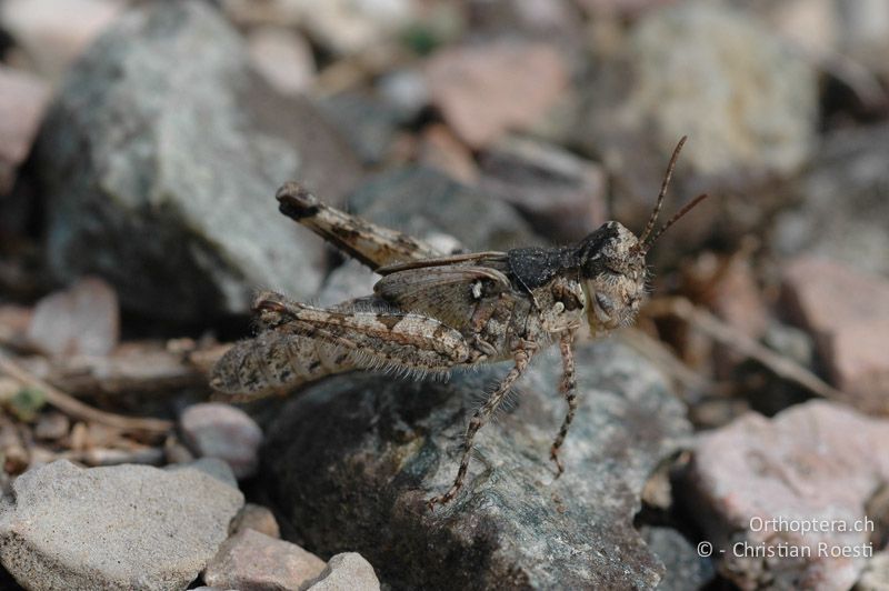 Larve von Acrotylus patruelis ♀ im letzten Larvenstadium - CH, TI, Arzo, 07.09.2006