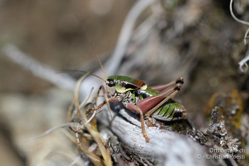 Anonconotus italoaustriacus ♂ - AT, Kärnten, Grossglockner Nationalpark, Heiligenblut, 21.09.2016