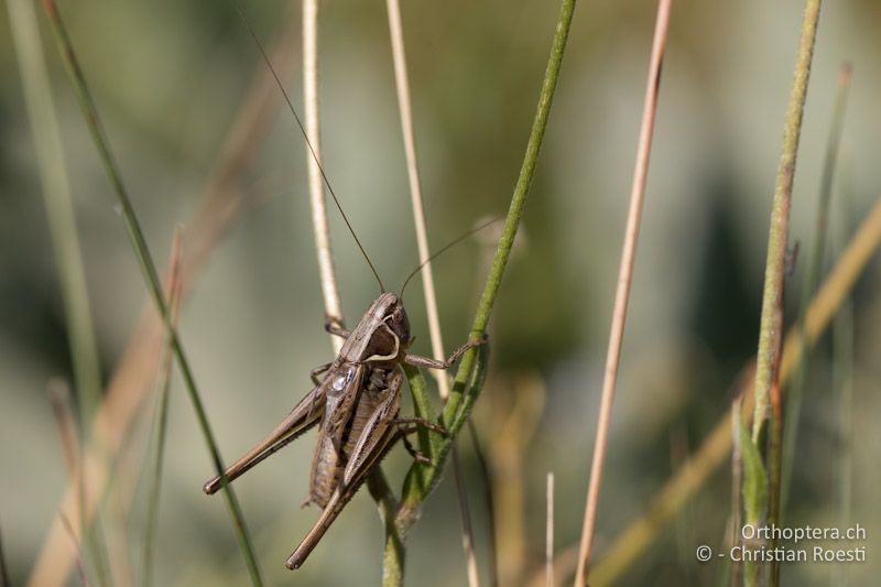 Platycleis ebneri ♂ beim Singen - GR, Westmakedonien, Pisoderi, 12.07.2017