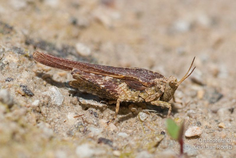 Tetrix ceperoi ♀ - FR, Drôme, Lus-la-Croix-Haute, 25.05.2009