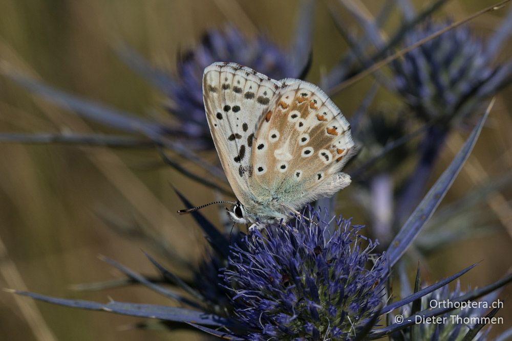 Polyommatus coridon - HR, Istrien, Mala Učka, 21.07.2015