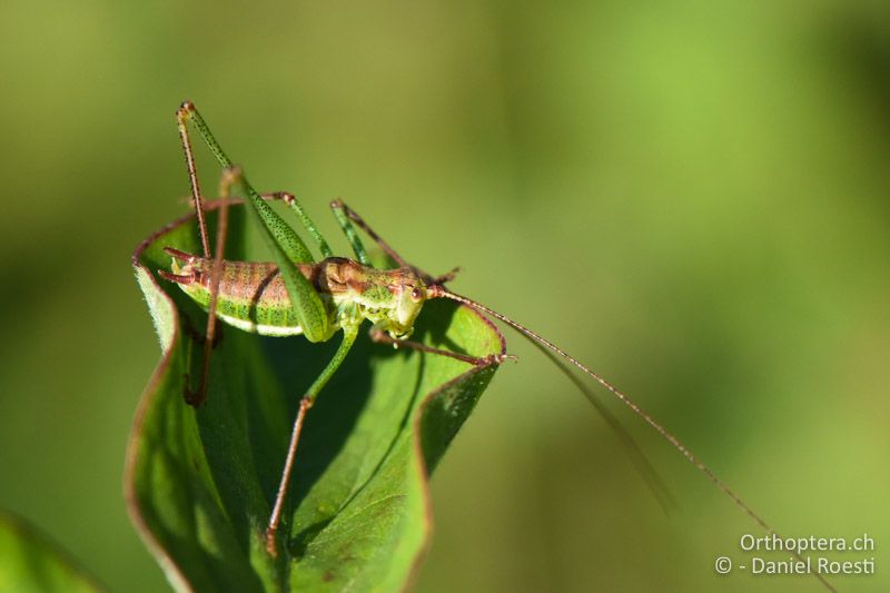 Leptophyes albovittata ♂ - AT, Niederösterreich, Eichkogel bei Mödling, 07.07.2018