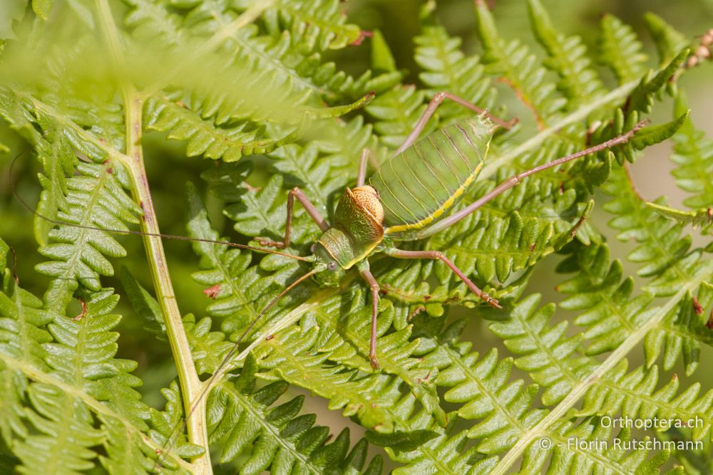 Steppen-Sattelschrecke (Ephippiger ephippiger) - Mt. Vernon, 08.08.2012