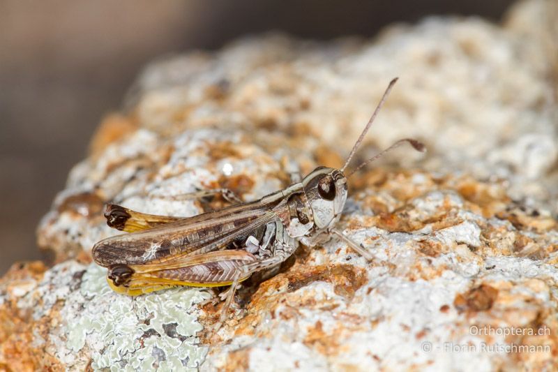 Myrmeleotettix maculatus ♂ - GR, Ostmakedonien, Rhodopen, 25.07.2013