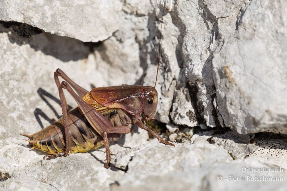 Balkan-Bergschrecke (Psorodonotus fieberi illyricus) - HR, Istrien, Učka-Gebirge, 02.08.2014