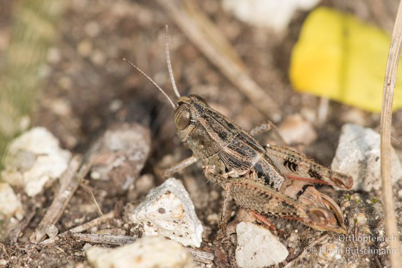 Paracaloptenus caloptenoides ♂ - AT, Niederösterreich, Pfaffstätten, 04.07.2016