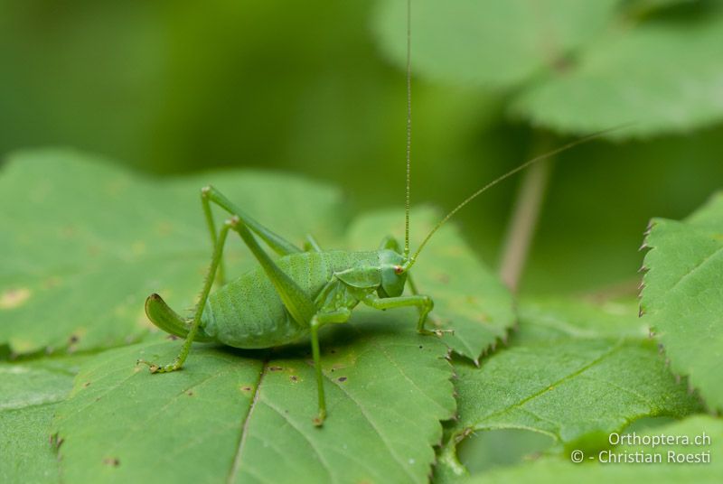 Weibliche Larve von Poecilimon gracilis, sie gleicht denjenigen von Isophya brevicauda - AT, Kärnten, Neuhaus, 24.06.2010