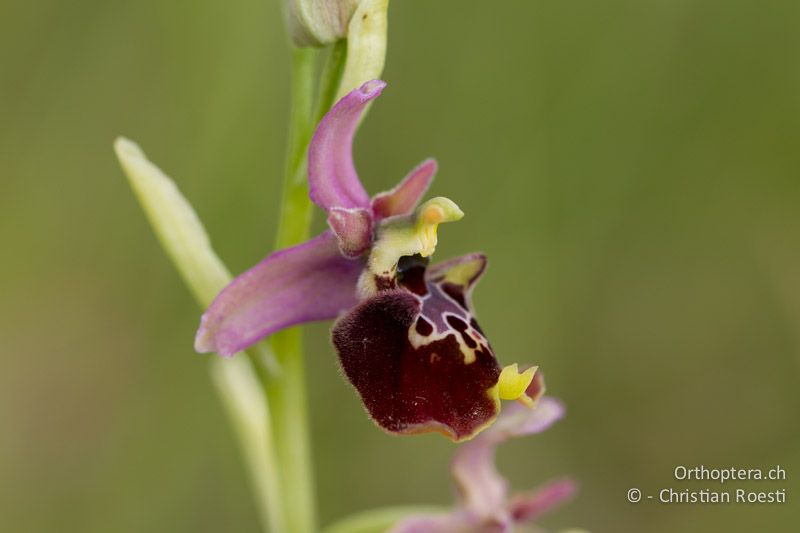 Hummelragwurz (Ophrys holoserica) - HR, Istrien, Borinići, 02.06.2014