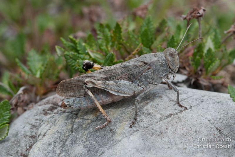 Bryodemella tuberculata ♀ - DE, Bayern, Vorderriss, 03.08.2008