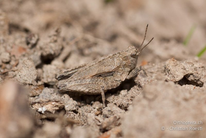 Tetrix tenuicornis ♂ - CH, BE, Wasen, 12.05.2009