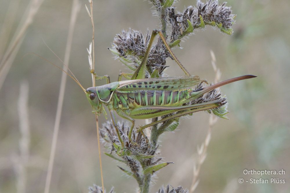 Gampsocleis glabra ♀ - AT, Niederösterreich, Ebergassing, 08.07.2018