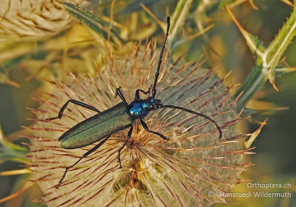 Aromia moschata - HR, Istrien, Vela Učka, 20.07.2015