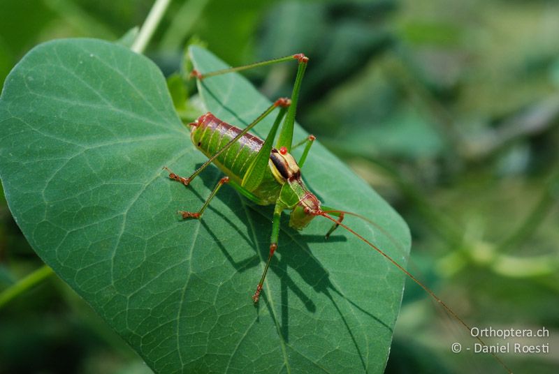 Ancistrura nigrovittata ♂ - GR, Zentralmakedonien, Volvi See, 05.07.2013