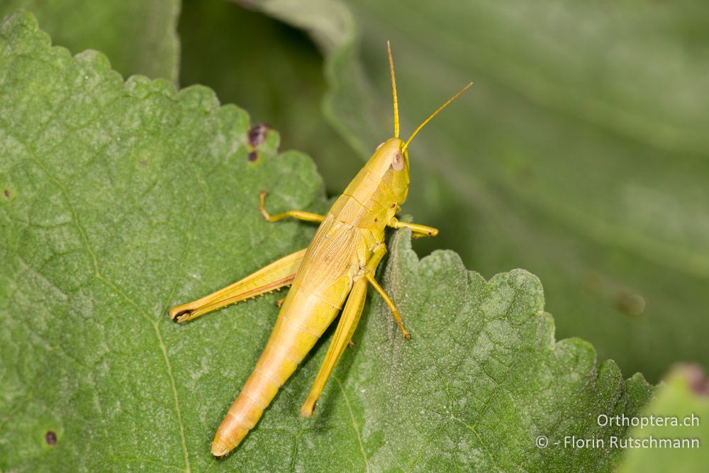 Chrysochraon dispar giganteus Weibchen - HR, Istrien, Motovun, 24.07.2014