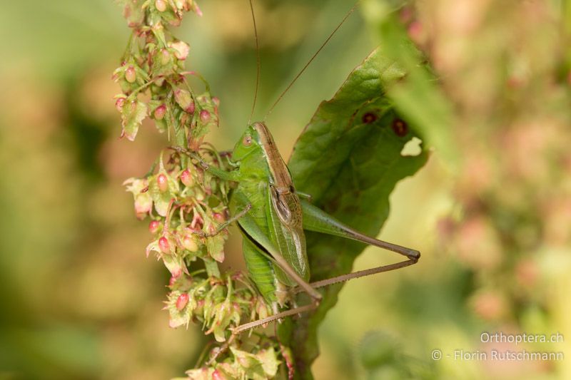 Bicolorana bicolor ♂ - CH, AG, Villnachern, 02.07.2015