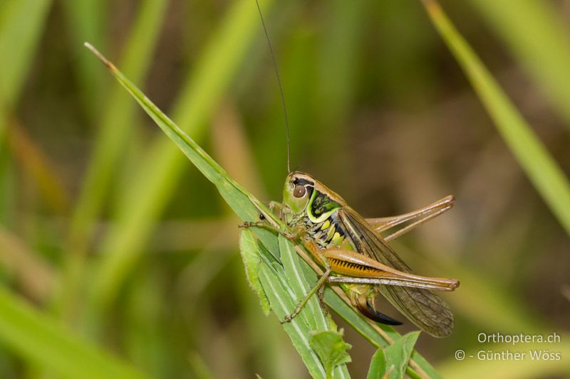 Langflügliges ♀ von Roeseliana roeselii - AT, Burgenland, Ritzing, 18.06.2011