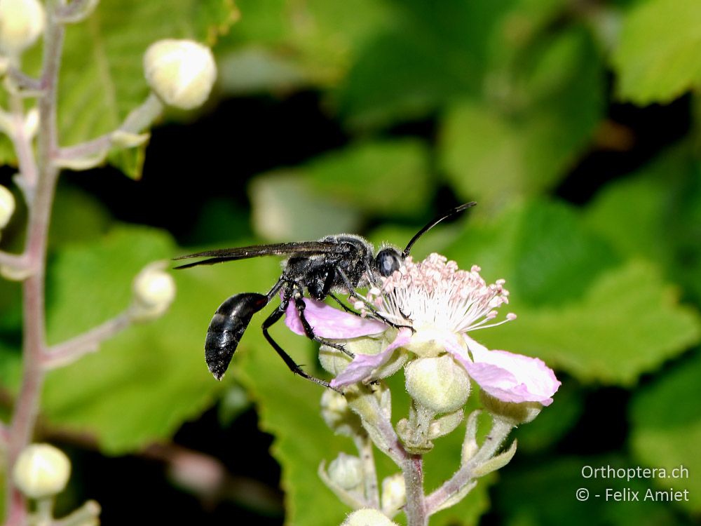 Sphex pruinosus - GR, Zentralmakedonien, Mt. Hortiatis, 04.07.2013