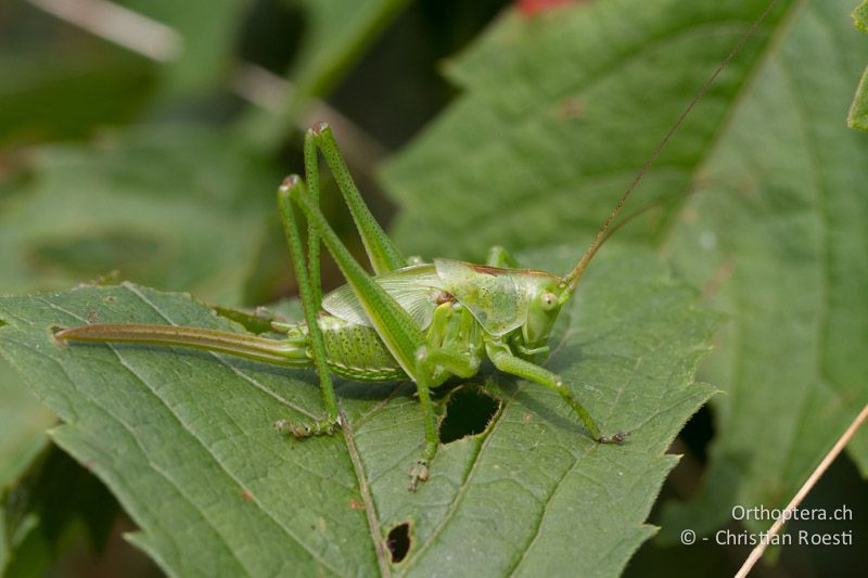 Tettigonia viridissima ♀ im letzten Larvenstadium - IT, Friaul-Julisch Venetien, Codroipo, 28.05.2014