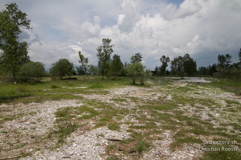 Ehemaliges Flussbett des Tagliamentos - IT, Friaul-Julisch Venetien, Spilimbergo, 29.05.2014