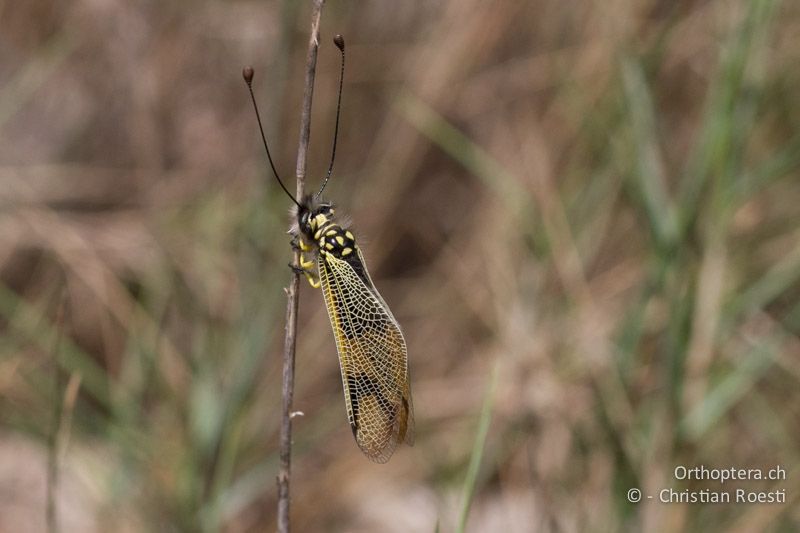 Schmetterlingshaft Libelloides longicornis - FR, Plateau d'Aumelas, 11.07.2104